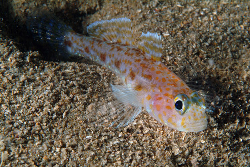 Thorogobius macrolepis